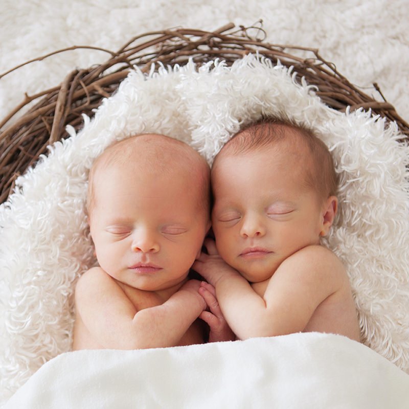 Newborn Babies Laying on Fluffy Blanket in Nest 1 Newborn Babies Laying on Fluffy Blanket in Nest 1